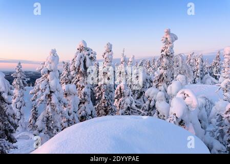 Winterlandschaft im Koli Nationalpark in Finnland Stockfoto