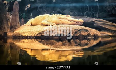 Albino-Alligator auf einem Felsen. Weißer Aligator mit braunem Hintergrund. Stockfoto