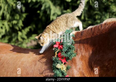 Liebenswert Scheune Katze Reiten auf einem sanften Sattel Pferd Winterzeit. Bunte weihnachtskranz hängt an einem Pferdehalz Stockfoto