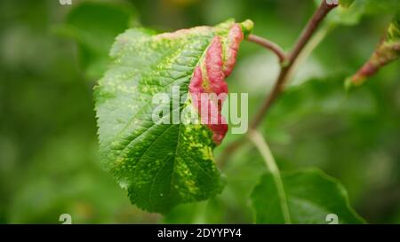 Rosige Apfelblattgallen rötlich-graues Blatt Dysaphis plantaginea Schädling parasitäre kranke Insekten verursacht Verlust Krankheit der Ernte Malus. Abnehmende Fruchtblätter Stockfoto