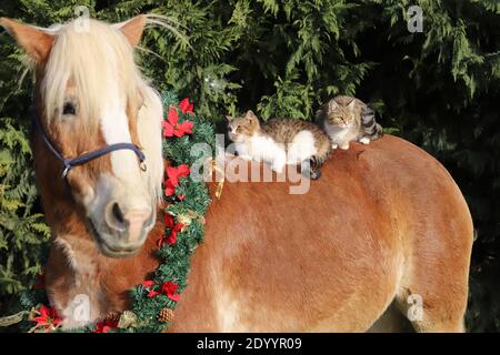 Liebenswert Scheune Katze Reiten auf einem sanften Sattel Pferd Winterzeit. Bunte weihnachtskranz hängt an einem Pferdehalz Stockfoto