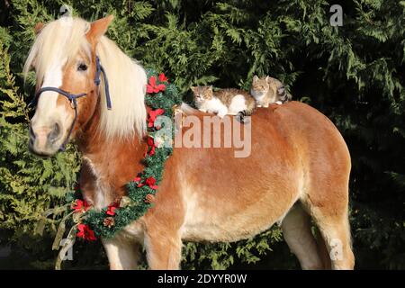 Liebenswert Scheune Katze Reiten auf einem sanften Sattel Pferd Winterzeit. Bunte weihnachtskranz hängt an einem Pferdehalz Stockfoto