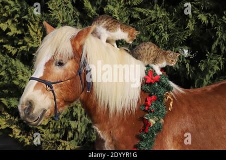 Liebenswert Scheune Katze Reiten auf einem sanften Sattel Pferd Winterzeit. Bunte weihnachtskranz hängt an einem Pferdehalz Stockfoto