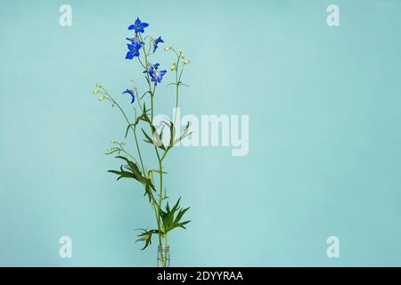 Die tiefblauen Blumen von Delphinium Tricone Zwerg Larkspur isoliert Auf hellblauem Hintergrund Stockfoto