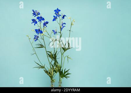 Die tiefblauen Blumen von Delphinium Tricone Zwerg Larkspur isoliert Auf hellblauem Hintergrund Stockfoto