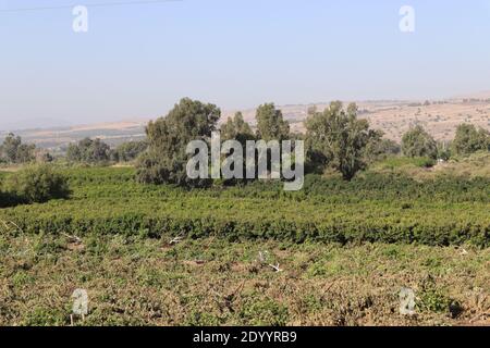 Ein Blick von der Yehudiya Kreuzung in den Golan Höhen Israel in die Landschaft und die grünen Bäume Stockfoto