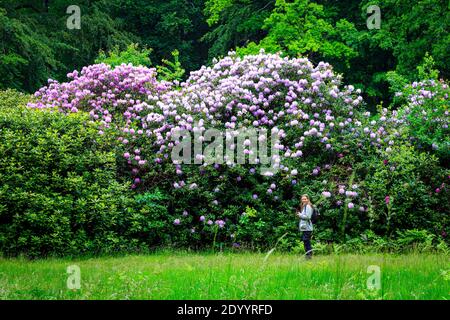 Frau vor dem riesigen pazifischen Rhododendronbusch, Blütezeit im Rhododendronpark Kromlau, sachsen, Deutschland Stockfoto