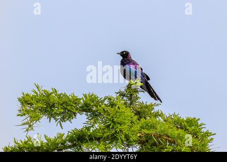 Rüppells Starling, auch Rueppells Glanzstarling oder Rueppells Langschwanz-Starling genannt, ist eine Art von Starling in der Familie Sturnidae. Stockfoto