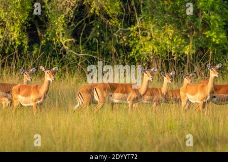 Eine Herde weiblicher Impalas (Aepyceros melampus), die wachsam sind, Lake Mburo National Park, Uganda. Stockfoto