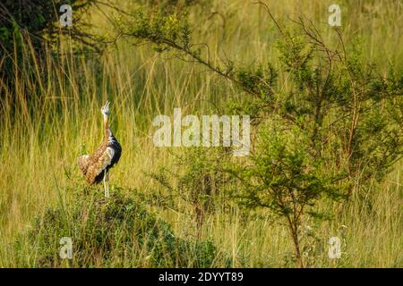 Die Schwarzbauchtrappe (Lissotis melanogaster) ist ein afrikanischer bodenbewohnter Vogel aus der Trappenfamilie Lake Mburo National Park, Uganda. Stockfoto