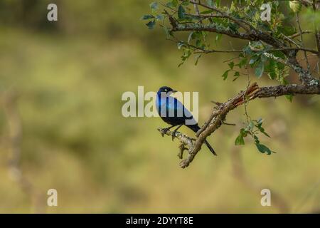 Rüppells Starling, auch Rueppells Glanzstarling oder Rueppells Langschwanz-Starling genannt, ist eine Art von Starling in der Familie Sturnidae. Stockfoto