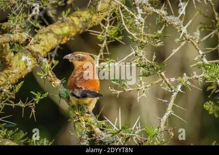 Ein burchell-Coucal (Centropus burchellii), der auf einer Zweigstraße, Lake Mburo National Park, Uganda, thront. Stockfoto