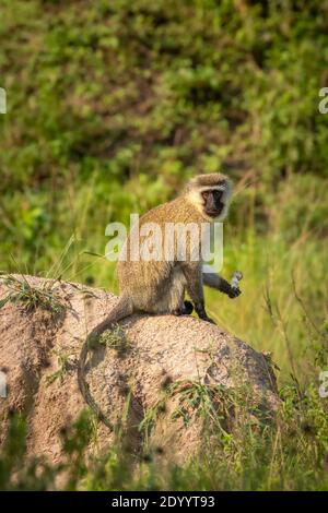 Vervet Affe (Chlorocebus pygerythrus) Essen, Lake Mburo Nationalpark, Uganda. Stockfoto