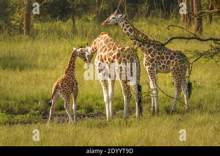 Eine Mutter Rothschilds Giraffe mit ihrem Baby ( Giraffa camelopardalis rothschildi) steht an einem Wasserloch, Lake Mburo National Park, Uganda. Stockfoto