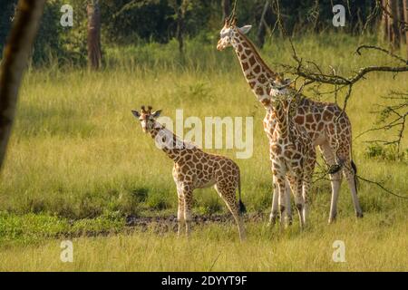 Eine Mutter Rothschilds Giraffe mit ihrem Baby ( Giraffa camelopardalis rothschildi) steht an einem Wasserloch, Lake Mburo National Park, Uganda. Stockfoto