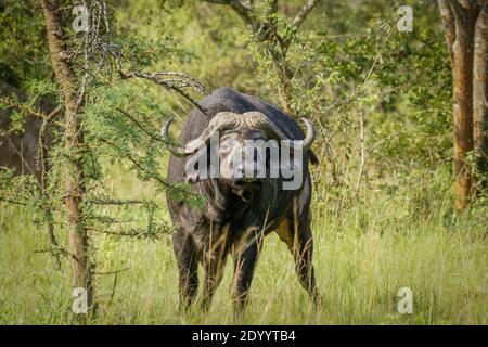 Alter männlicher afrikanischer Buffalo (Syncerus Caffer), Lake Mburo National Park, Uganda. Stockfoto