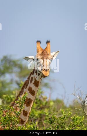 Leiter einer Rothschild-Giraffe ( Giraffa camelopardalis rothschildi), Lake Mburo National Park, Uganda. Stockfoto