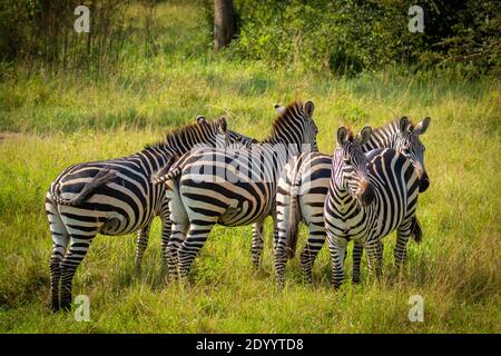 Herde of Plains Zebra, equus quagga, equus burchellii, Zebra, Lake Mburo National Park, Uganda. Stockfoto