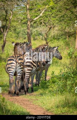 Herde of Plains Zebra, equus quagga, equus burchellii, Zebra, Lake Mburo National Park, Uganda. Stockfoto