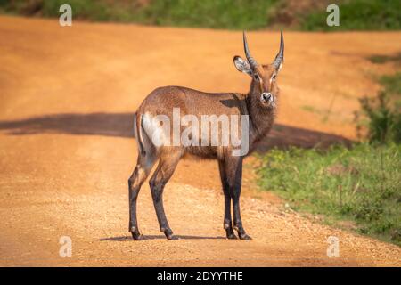 Männlicher Defassa-Wasserbock (Kobus ellipsiprymnus defassa), der auf der Straße steht, Lake Mburo National Park, Uganda. Stockfoto