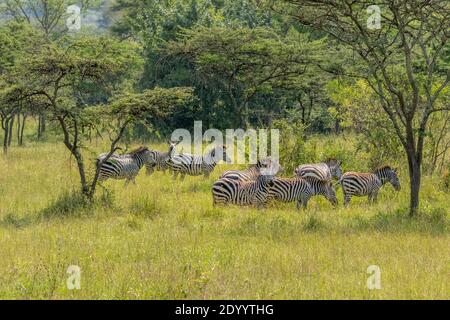 Herde of Plains Zebra, equus quagga, equus burchellii, Zebra, Lake Mburo National Park, Uganda. Stockfoto