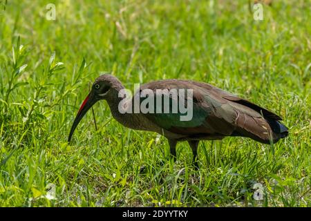 Hadada ibis (Bostrychia hagedash), auch Hadeda genannt, Lake Mburo National Park, Uganda. Stockfoto