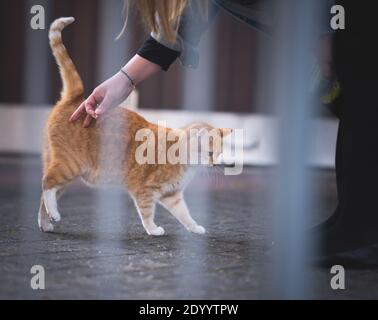 Gestromt rot Ingwer Katze immer streichelt von weiblich im Freien Stockfoto