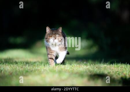 Tabby weiße britische Kurzhaarkatze, die bei Sonnenlicht auf der Wiese zur Kamera läuft Stockfoto