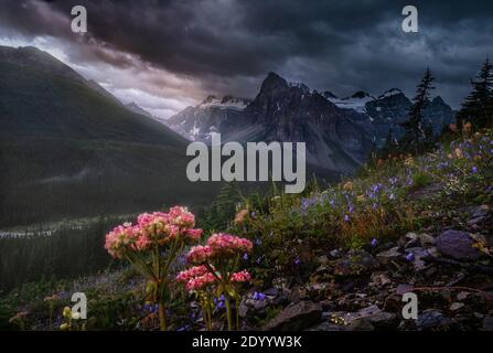 Wildblumen blühen in der Nähe des Moraine Creek Stockfoto