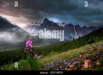 Wildblumen blühen in der Nähe des Moraine Creek Stockfoto