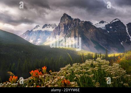 Wildblumen blühen in der Nähe des Moraine Creek Stockfoto