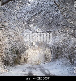 Schneebedeckter Baum bildet einen Tunnel über die Straße, Winterlandschaft Stockfoto