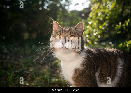Tabby weiße britische Kurzhaarkatze, die draußen in der Natur steht und auf die Kamera schaut Stockfoto