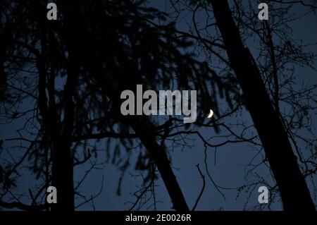 Halbmond am Nachthimmel. Schwarze Äste vor dem Hintergrund des Nachthimmels Stockfoto