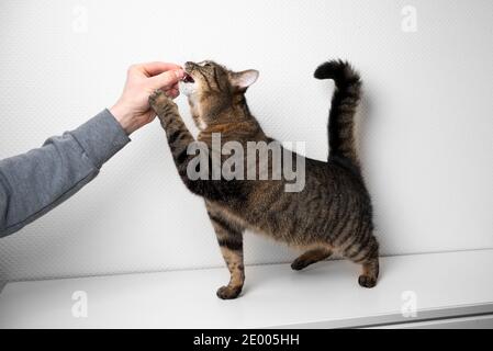 Menschliche Hand des Tierbesitzers Fütterung gierige Katze mit rohem Fleisch vor weißem Hintergrund mit Kopierraum Stockfoto