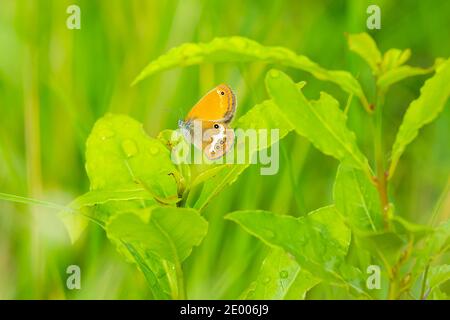 Seitenansicht Nahaufnahme eines Heidelbeer-Schmetterlings, Coenonympha arcania, im Gras ruhend. Selektiver Fokus und grüner Hintergrund Stockfoto