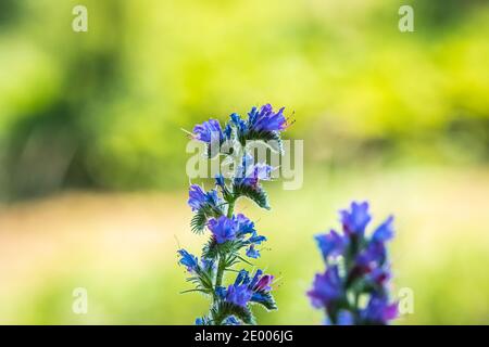 Blueweed oder der Viper bugloss, Echium vulgare, Blumen blühen in einer Wiese. Selektiver Fokus und Tageslicht Stockfoto