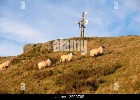 Walisische Schafe auf einem Hügel und kleiner Telekommunikationsturm auf einem Hügel In der Landschaft im Winter Dezember 2020 in Carmarthenshire Dyfed Wales UK KATHY DEWITT Stockfoto