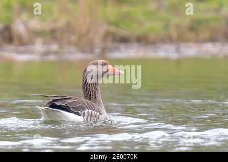 Nahaufnahme einer Greylag-Gans, Anser Anser, schwimmend im Wasser Stockfoto