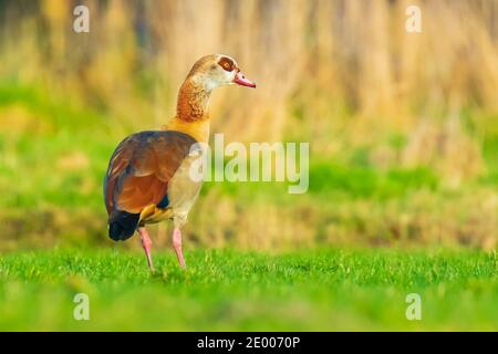 Ägyptische Gänse Alopochen aegyptiacus auf einer Wiese. Sie sind in Afrika südlich der Sahara und des Niltals beheimatet Stockfoto