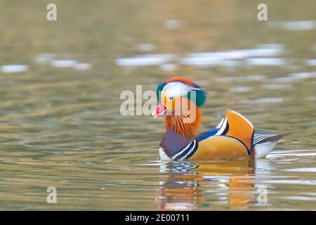 Nahaufnahme eines Mandarinenten-Männchens Aix galericulata beim Schwimmen Reflexion im Wasser Stockfoto