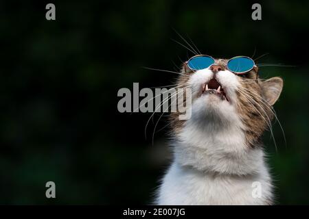 Tabby weiße britische Kurzhaarkatze trägt lustige Suglasses und schaut in den Himmel Vögel beobachten Stockfoto