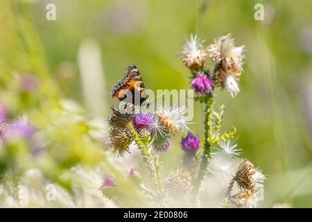 Nahaufnahme des kleinen Schildpatt, Aglais urticae, Schmetterling Seitenansicht. Von der Natur isoliert Stockfoto