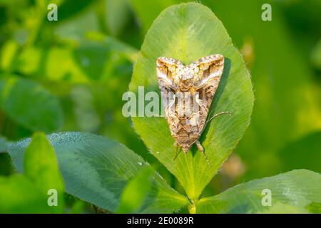 Tag aktiv Silber Y Autographa gamma Motte Bestäubung auf rosa und lila Distel Blumen tagsüber in hellem Sonnenlicht Stockfoto