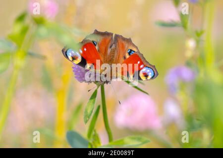 Aglais io, Pfauenschmetterling bestäubt in einem bunten Blumenfeld. Draufsicht, Flügel offen Stockfoto