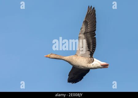 Nahaufnahme der Graugans, Anser Anser, im Flug gegen einen blauen Himmel Stockfoto