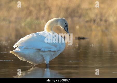 Mute Schwan weiblich, Cygnus olor, posiert und preeningon der blauen Wasseroberfläche. Es ist ein sonniger Tag. Stockfoto