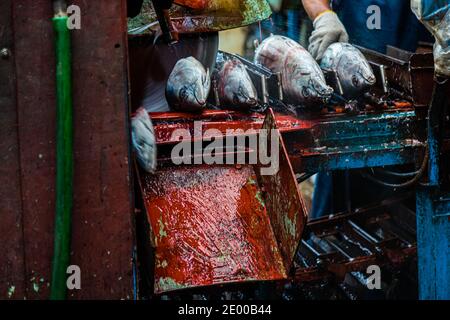 Yasuhisa Serizawa ist katsuobushi Herstellen, bei Nishiizu-Cho, Shizuoka, Japan Stockfoto