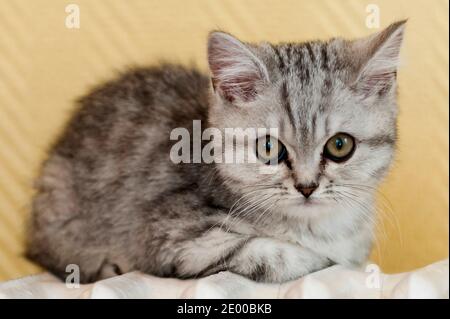 Eine schwarze Silber Britische Kurzhaar gestromte Makrelenkatze in Paris, Frankreich, am 13. Oktober 2013. Foto von Nicolas Genin/ABACAPRESS.COM Stockfoto