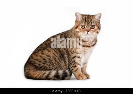 Horisontal Foto von braun schwarz gestreift flauschig niedlich liebenswert Junge britische Katze sitzt seitlich auf weißem Hintergrund im Studio In Innenräumen Stockfoto